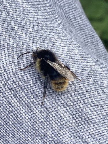 čmeľ rôznofarebný (Bombus soroeensis)