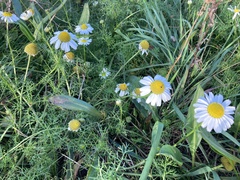 Tripleurospermum maritimum