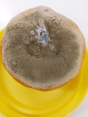 Penicillium digitatum