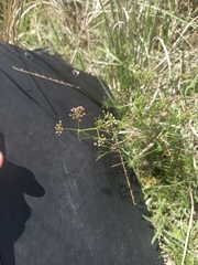 Cyclospermum leptophyllum