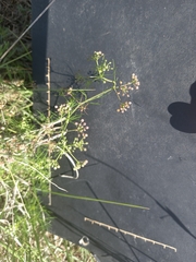 Cyclospermum leptophyllum