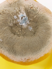 Penicillium digitatum