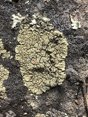 Rhizoplaca opiniconensis