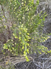Passerina