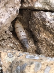 Papillifera papillaris