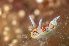 Diaphorodoris papillata