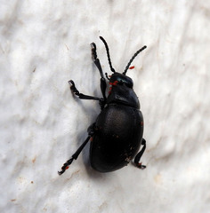 Timarcha goettingensis