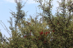 Smilax aspera