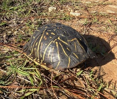 Terrapene carolina bauri