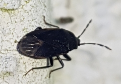 Aellopus atratus