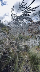 Aspalathus nickhelmei