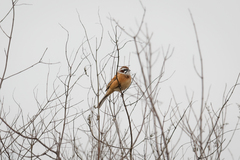 Emberiza cioides