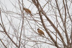 Emberiza leucocephalos
