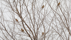 Emberiza leucocephalos