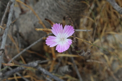 Dianthus strictus