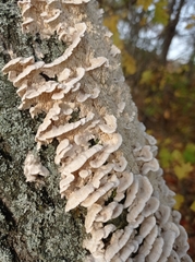 Merulius tremellosus