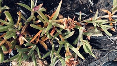 Carpobrotus muirii