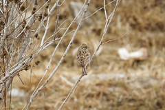 Emberiza leucocephalos