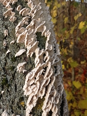 Merulius tremellosus