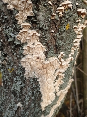 Merulius tremellosus