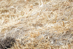 Emberiza leucocephalos