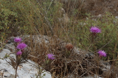 Chamaeleon comosus