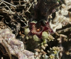 Apteranthes europaea judaica