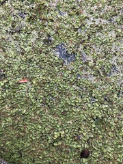 Salvinia minima