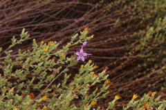 Plumbago europaea