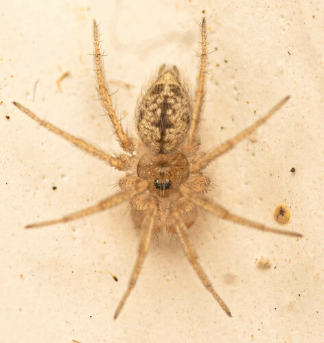 Putus dwarf round-headed spider