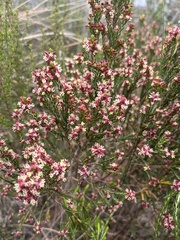 Passerina