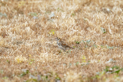 Calcarius lapponicus