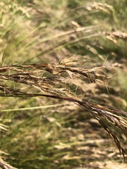 Capeochloa cincta
