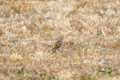 Calcarius lapponicus