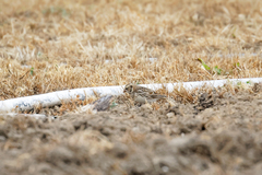 Calcarius lapponicus