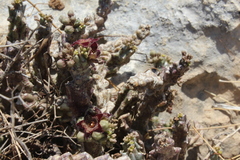 Apteranthes europaea judaica