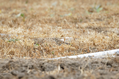 Calcarius lapponicus