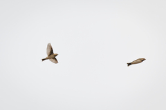 Calcarius lapponicus