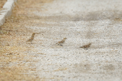 Calcarius lapponicus