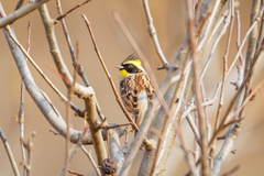 Emberiza elegans