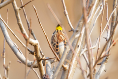 Emberiza elegans