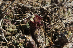 Apteranthes europaea judaica