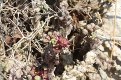 Apteranthes europaea judaica