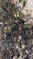 Lobelia capillifolia