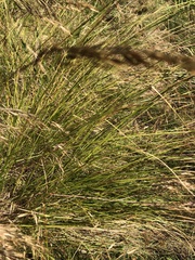 Capeochloa cincta