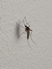 Culicinae