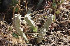 Apteranthes europaea judaica