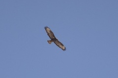 Buteo buteo