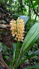 Calanthe formosana