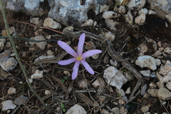 Colchicum stevenii